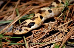 Heterodon platirhinos - Eastern Hognose Snake