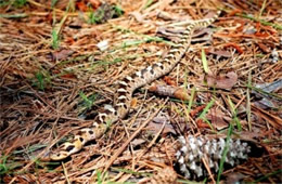 Heterodon platirhinos - Eastern Hognose Snake