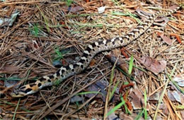 Heterodon platirhinos - Eastern Hognose Snake