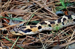 Heterodon platirhinos - Eastern Hognose Snake