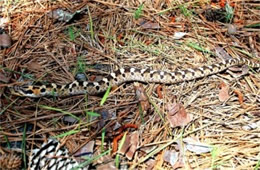 Heterodon platirhinos - Eastern Hognose Snake