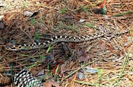 Heterodon platirhinos - Eastern Hognose Snake