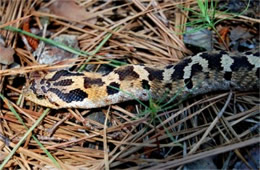 Heterodon platirhinos - Eastern Hognose Snake