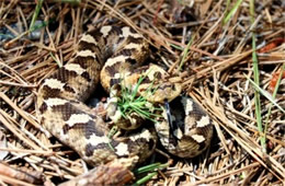 Heterodon platirhinos - Eastern Hognose Snake