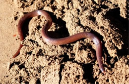 Carphophis amoenus - Eastern Wormsnake