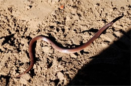 Carphophis amoenus - Eastern Wormsnake