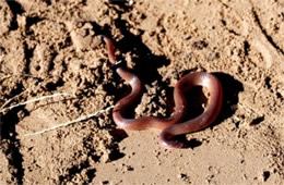 Carphophis amoenus - Eastern Wormsnake