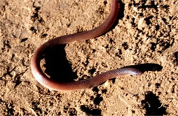 Carphophis amoenus - Eastern Wormsnake