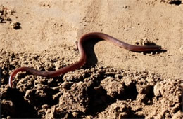 Carphophis amoenus - Eastern Wormsnake