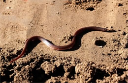 Carphophis amoenus - Eastern Wormsnake