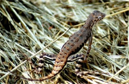 Holbrookia elegans - Elegant Earless Lizard