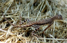 Holbrookia elegans - Elegant Earless Lizard