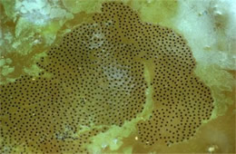 Frog Eggs