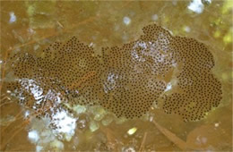 Frog eggs