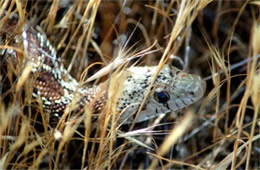 Pituophis catenifer - Gopher Snake