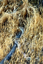 Pituophis catenifer - Gopher Snake