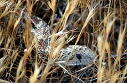 Pituophis catenifer - Gopher Snake