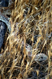 Pituophis catenifer - Gopher Snake