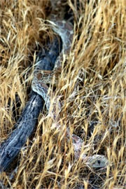 Pituophis catenifer - Gopher Snake