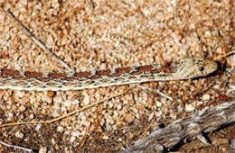 Pituophis catenifer - Gopher Snake