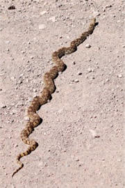 Pituophis catenifer - Gopher Snake