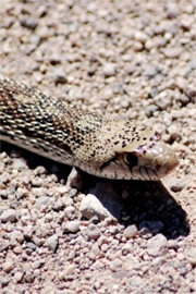 Gopher Snake
