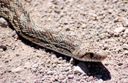 Gopher Snake