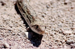 Gopher Snake