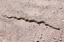 Pituophis catenifer - Gopher Snake