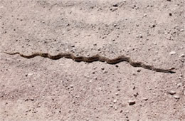 Gopher Snake