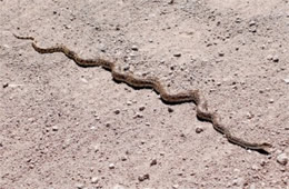 Pituophis catenifer - Gopher Snake