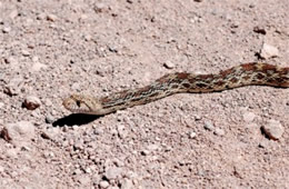 Pituophis catenifer - Gopher Snake