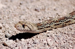 Pituophis catenifer - Gopher Snake