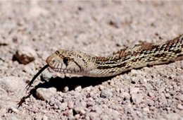 Pituophis catenifer - Gopher Snake