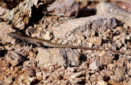 Cnemidophorus dixoni - Gray-checkered Whiptail