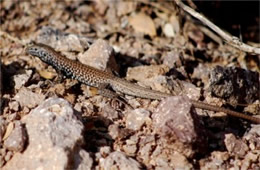 Cnemidophorus dixoni - Gray-checkered Whiptail