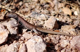 Cnemidophorus dixoni - Gray-checkered Whiptail