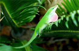 Anolis carolinensis - Green Anole Lizard