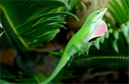 Anolis carolinensis - Green Anole Lizard