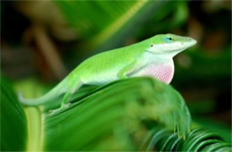 Anolis carolinensis - Green Anole Lizard