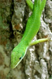 Anolis carolinensis - Green Anole Lizard