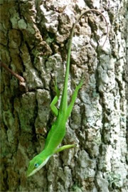 Anolis carolinensis - Green Anole Lizard