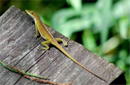 Anolis carolinensis - Green Anole Lizard