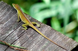 Anolis carolinensis - Green Anole Lizard