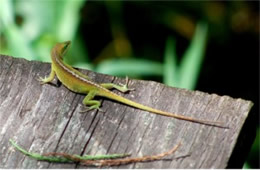 Anolis carolinensis - Green Anole Lizard