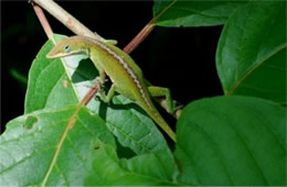 Anolis carolinensis - Green Anole Lizard