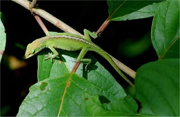 Anolis carolinensis - Green Anole Lizard