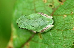 small green frog