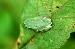 snall green frog