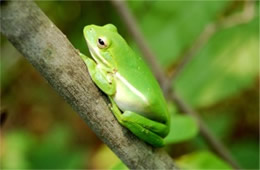 green tree frog